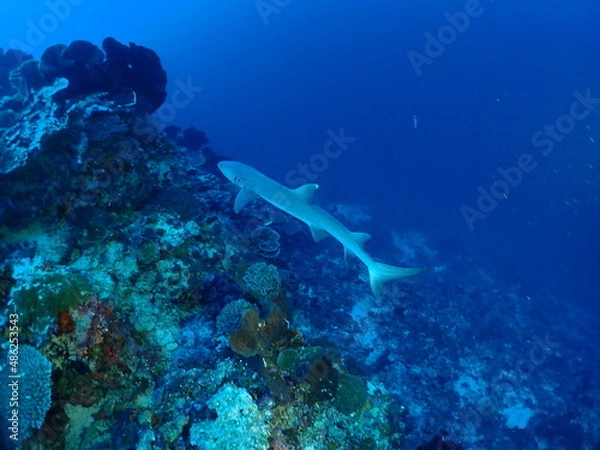 Fototapeta OLYMPUS DIGITAL CAMERA