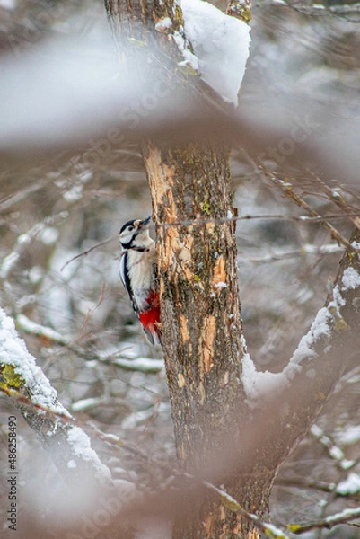 Fototapeta spider on the river
