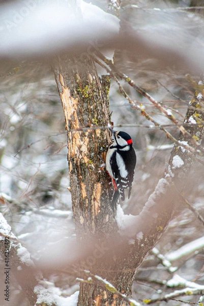 Obraz great crested grebe