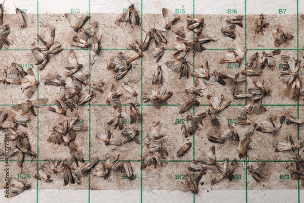 Fototapeta Sticky, adhesive moth trap full of Indian meal moths (Plodia interpunctella); color illustration close-up photo of insect repellent and pest control or anti-moth advertising. 
