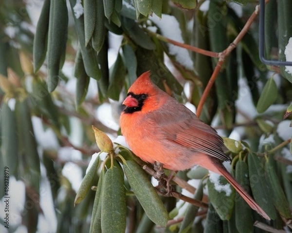 Obraz red cardinal on a branch