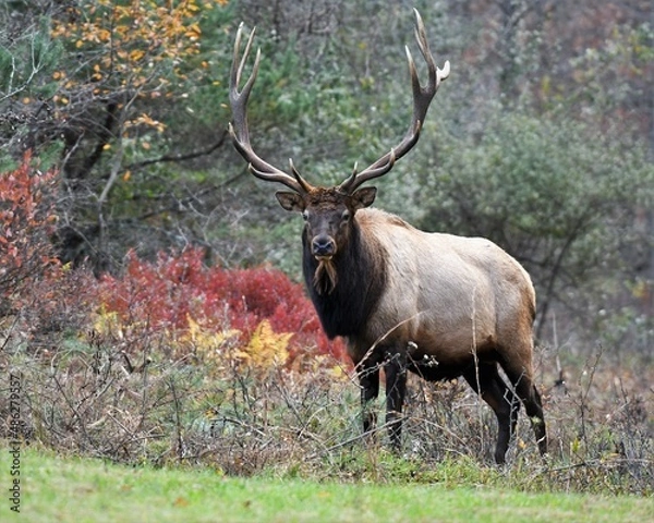 Obraz bull elk
