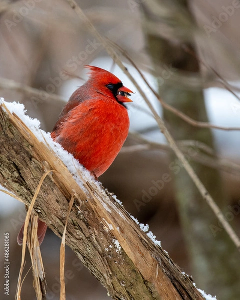 Obraz cardinal on a branch