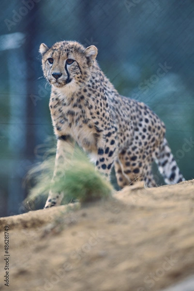 Fototapeta チビーター