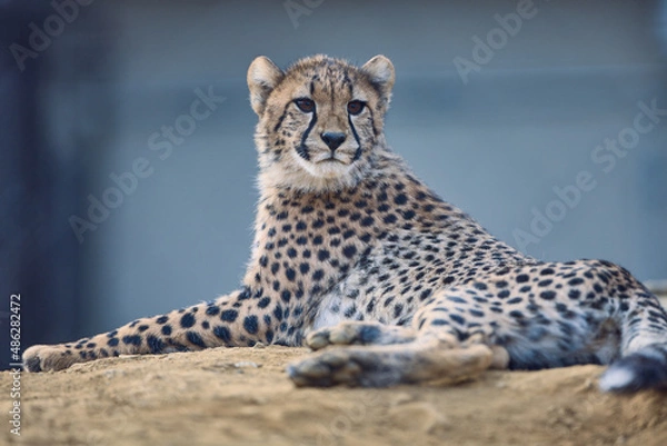 Fototapeta チビーター