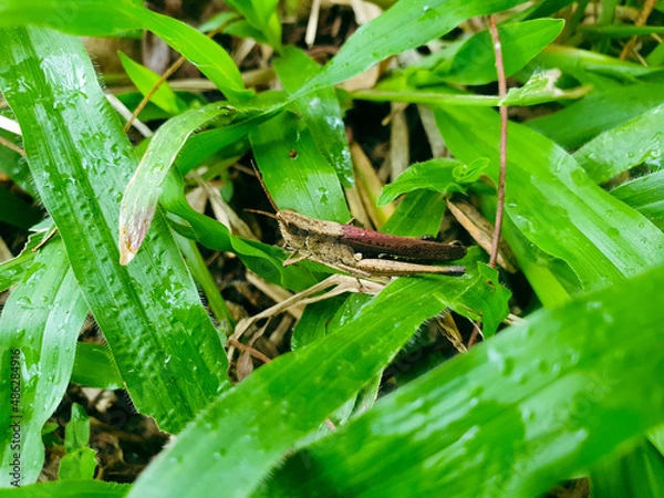 Fototapeta Grasshopper in the grass