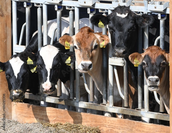 Obraz cows in a farm