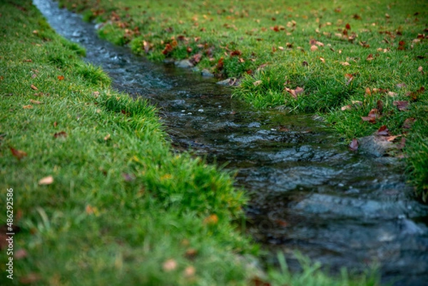 Fototapeta A crystal clear stream flows through a meadow of green lush grass