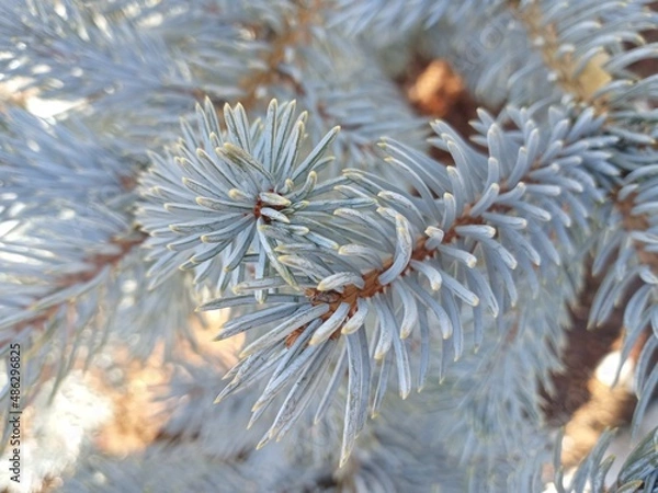 Obraz christmas tree branches