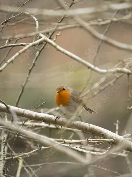 Fototapeta Robins in the forest of Mount Ulia, Euskadi
