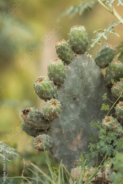 Fototapeta tuna o nepal creciendo para fondos y diseños.. 
prickly pear or nepal growing for backgrounds and designs 