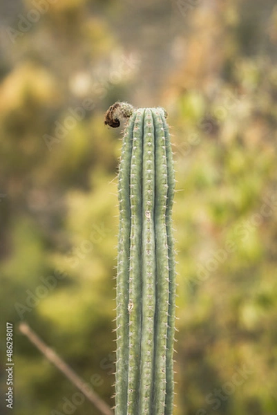Fototapeta cactus  o espina para fondos y diseños.  cactus or thorn for backgrounds and designs