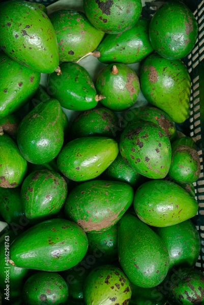 Fototapeta fondo de palta aguacate para fondos y diseños. ... avocado background for backgrounds and designs.