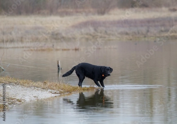 Fototapeta Splendid labrador retriever dog in total freedom hunting on the shores of a lake in the morning.