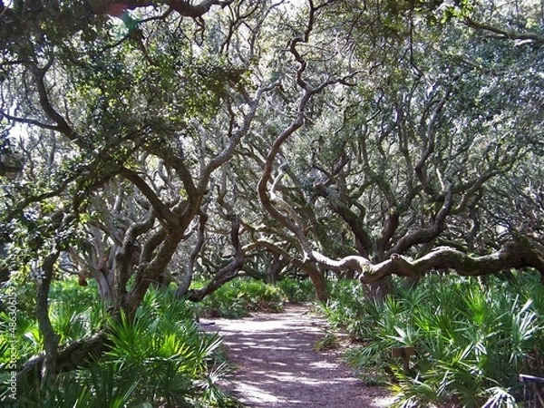 Fototapeta path through a forest of gnarly trees 