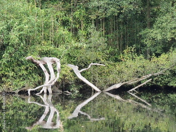 Fototapeta Stand of trees and deadwood reflecting in still water lake