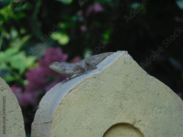Fototapeta Lizard basking in the sun on a rock with dark floral background