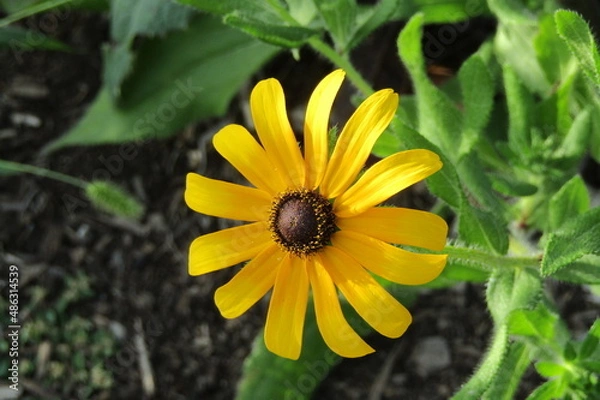 Obraz Susan in bloom