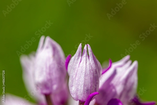 Obraz Dactylorhiza maculata flower in meadows, close up