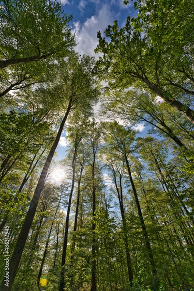 Obraz a great view up into the trees direction sky