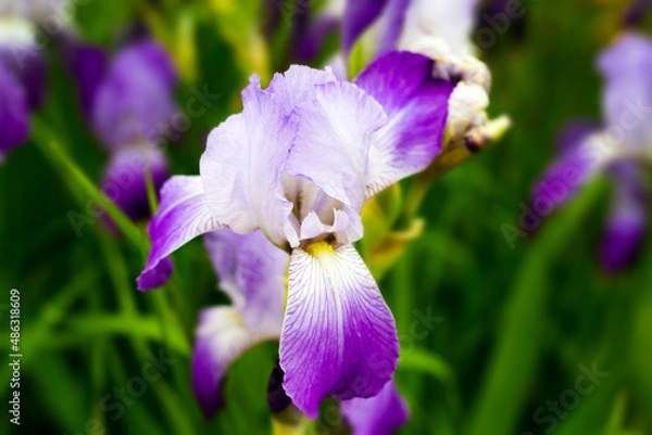 Fototapeta Iris bearded. Iris flower in the garden. Spring garden. Beautiful spring flower on a green background. Close-up. Background. copy space.