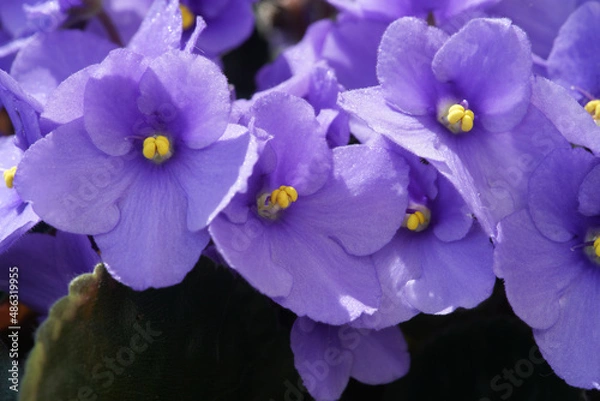 Obraz African violet purple macro