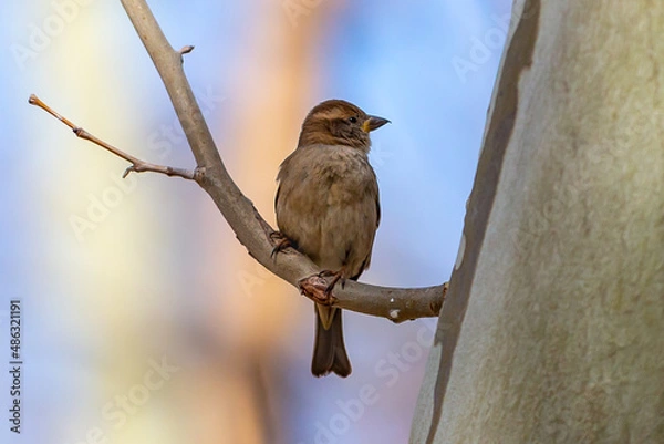 Fototapeta Small sparrow with brown plumage. urban bird. endangered species