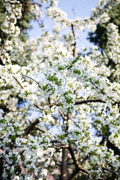 Obraz Apple tree branches in white bloom close-up
