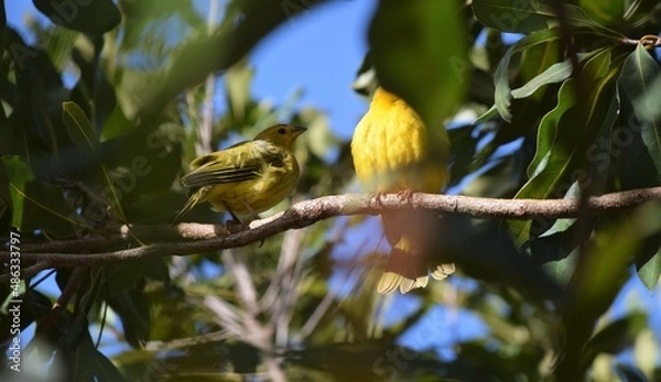 Obraz Canário-da-terra