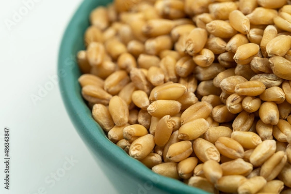 Obraz Wheat seeds on a monochrome background