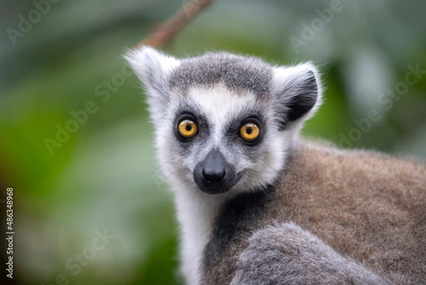 Fototapeta Ring-tailed monkey, lemur catta
