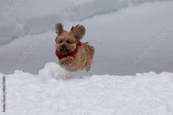 Obraz dog in snow