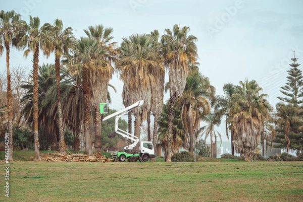 Fototapeta Pruning high palm trees in Parque das Nações area