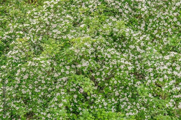Obraz hawthorn tree flowers