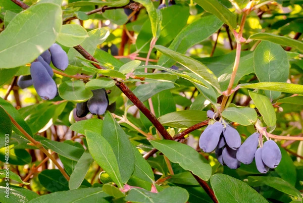 Obraz honeysuckle berries close-up