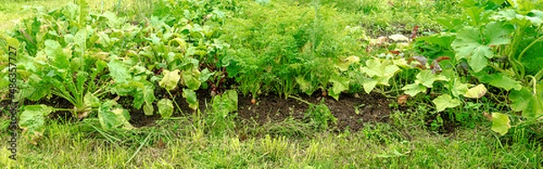 Obraz vegetables vegetable garden panorama