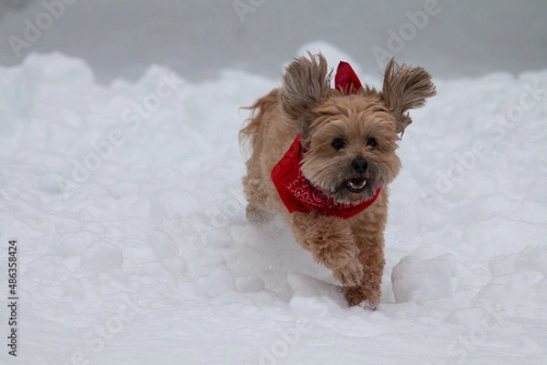 Obraz  Fun in the snow