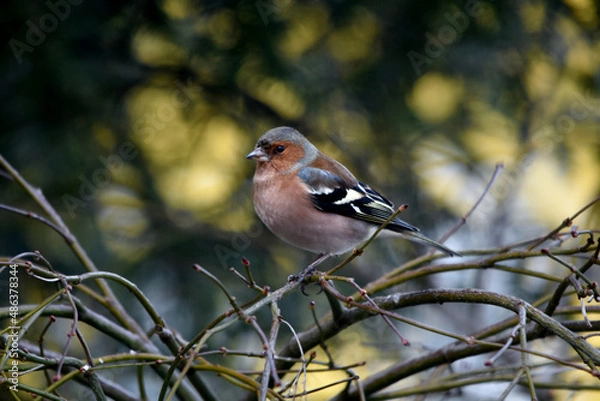 Fototapeta Ein Buchfinkmännchen sitzt auf einem Ast