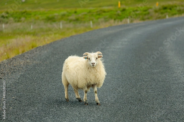 Obraz sheep on the road
