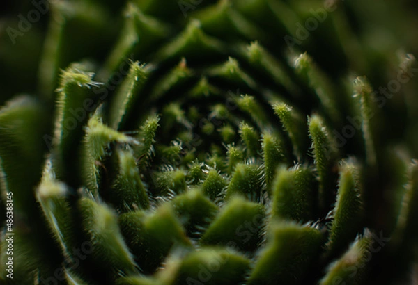 Obraz close up of fern leaf