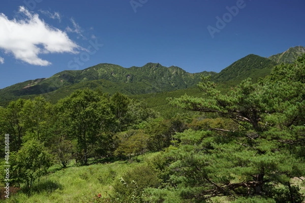 Fototapeta 美し森から見る緑濃い風景