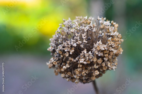 Fototapeta Flor marron seca