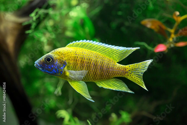 Obraz Yellow Peacock  - Aulonocara baenschi