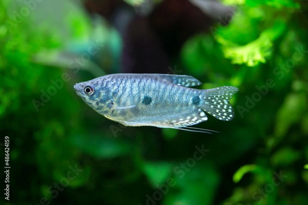Fototapeta Three spot gourami - Trichopodus trichopterus