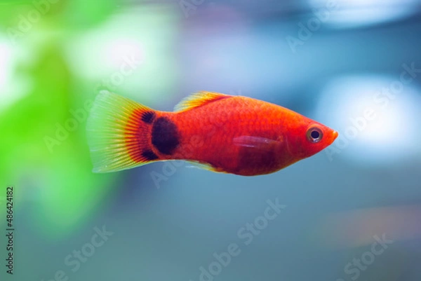 Fototapeta Southern platyfish - Xiphophorus maculatus