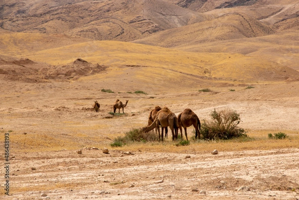Obraz Camels in the desert