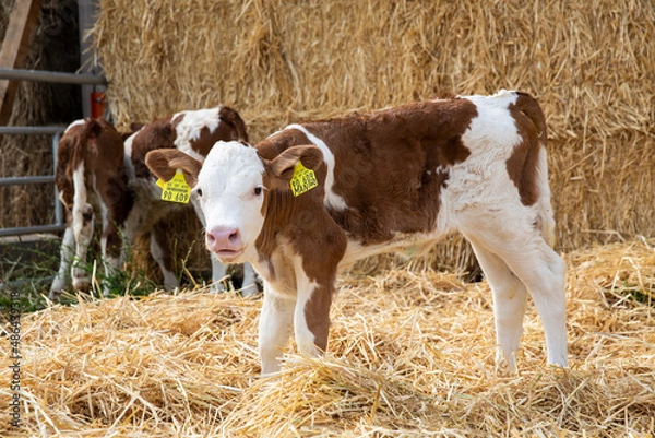 Obraz Livestock calf portrait standing on hay