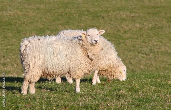 Obraz cotswold sheep grazing in the fields near Upper Slaughter, Gloucestershire