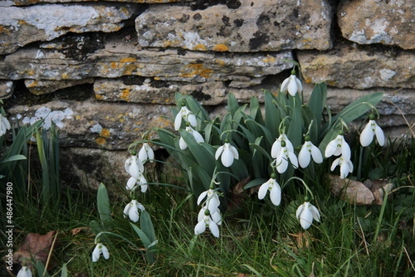 Obraz snow drops, cotswold stone wall as a background