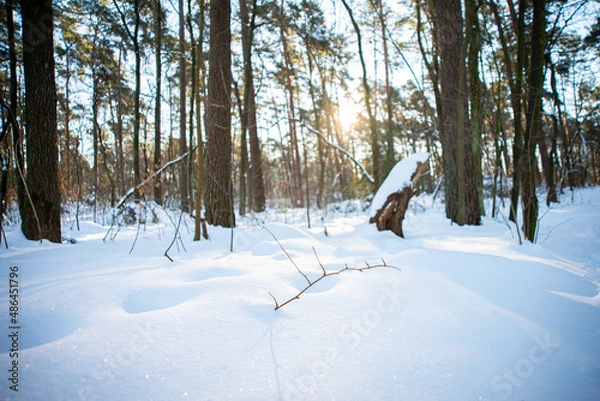 Obraz Schnee, Wald